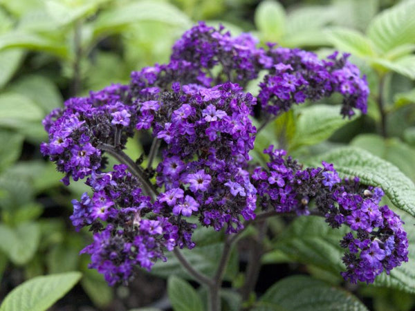 HELIOTROPE ARBORESCENS PLUM PIE