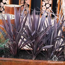 Load image into Gallery viewer, CORDYLINE AUSTRALIS BLACK KNIGHT
