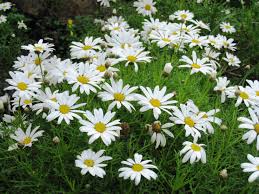 ARGYRANTHEMUM - FEDERATION DAISY ASSORTED 140MM