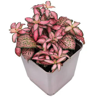 FITTONIA