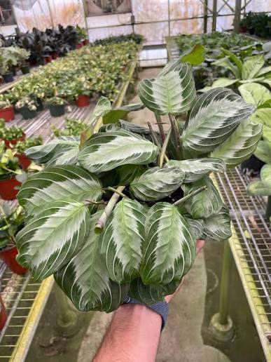 MARANTA SILVER BAND