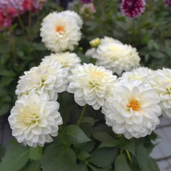 DAHLIA PINNATA 'DALINA WHITE'