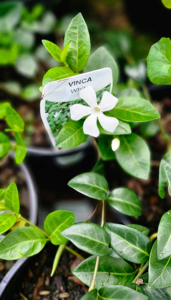 VINCA MINOR ALBA - 140MM