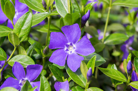 VINCA MINOR PURPLE - 140mm