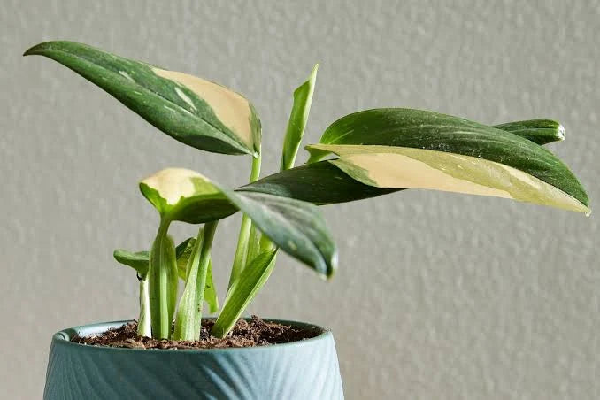 MONSTERA STANDLEYANA
