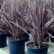 Load image into Gallery viewer, CORDYLINE AUSTRALIS BLACK KNIGHT

