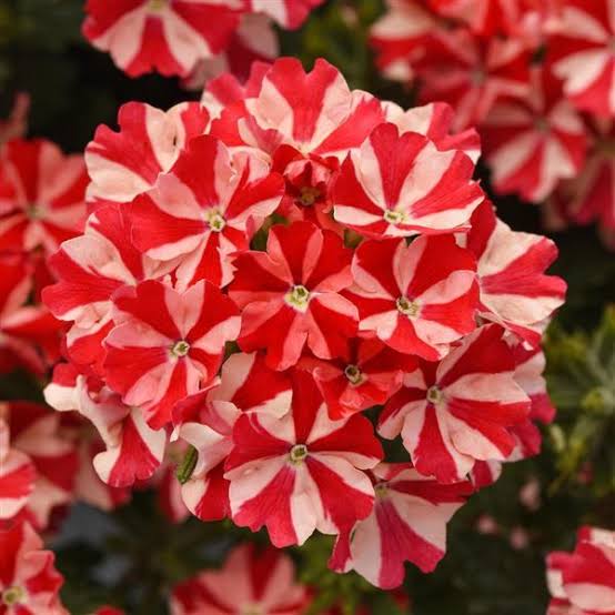 VERBENA HYBRIDA FIREHOUSE PEPPERMINT