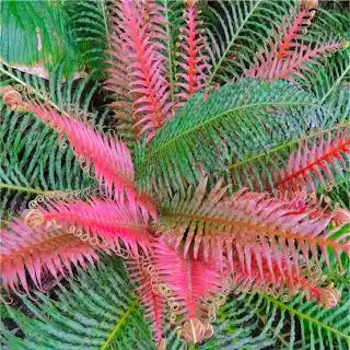 BLECHNUM BRASILIENCE