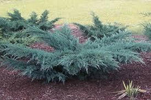 Load image into Gallery viewer, JUNIPERUS GREY OWL - 200mm
