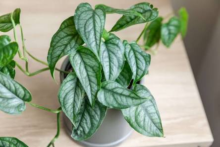 MONSTERA SILTIPECANA EL SALVADOR