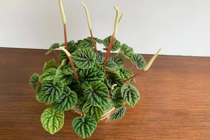PEPEROMIA EMERALD RIPPLES
