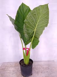 ALOCASIA CALIDORA - 200MM