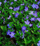 VINCA MINOR DARTS BLUE - 140mm