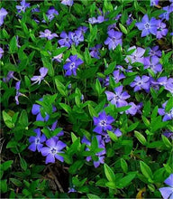 Load image into Gallery viewer, VINCA MINOR DARTS BLUE - 140mm
