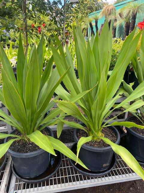 DORYANTHES EXCELSA