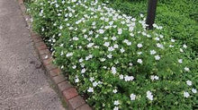 Load image into Gallery viewer, VINCA MINOR ALBA - 140MM

