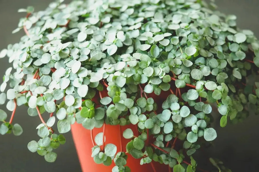PILEA SILVER SPRINKLES