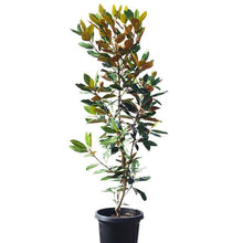 Load image into Gallery viewer, MAGNOLIA LITTLE GEM
