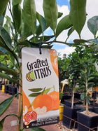 MANDARIN ROBBIE ENGALLS SEEDLESS CITRUS