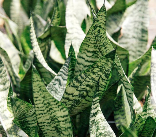 SANSEVIERIA ROBUSTA