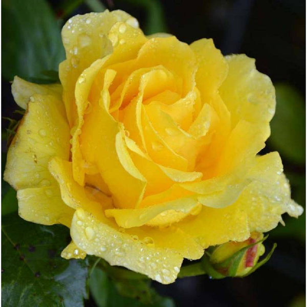 ROSA 'GOLD BUNNY' ROSE