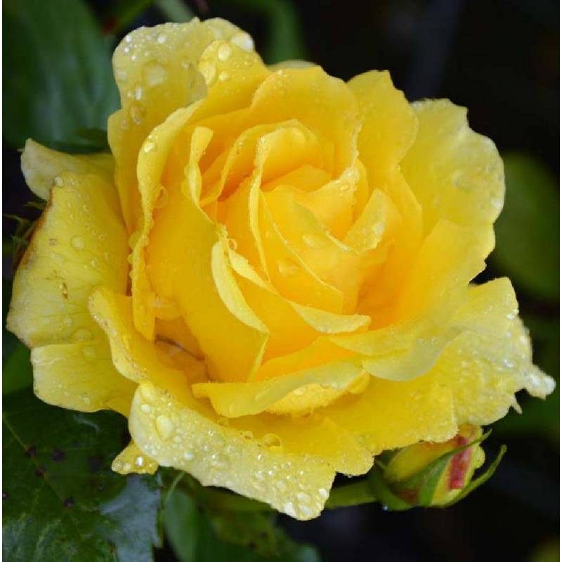 ROSA 'GOLD BUNNY' ROSE