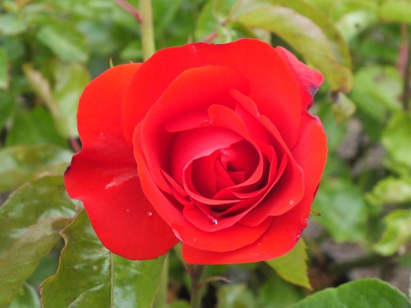 Standard Red Rose