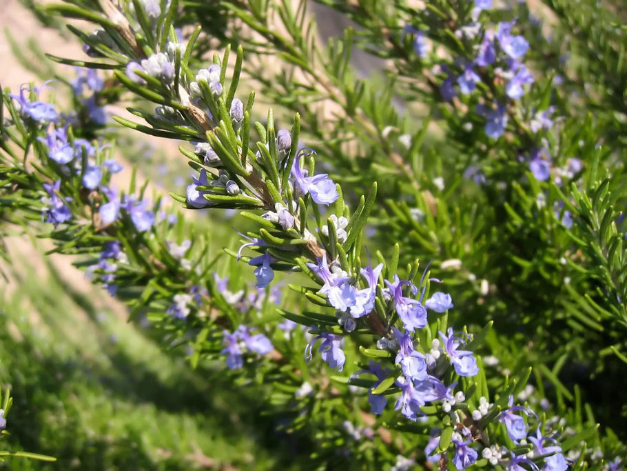 ROSMARINUS OFFICINALIS PROSTRATUS - ROSEMARY