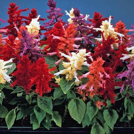 SALVIA MIXED ASSORTED COLOURS