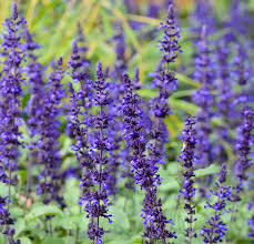 Salvia 'Mystic Spires' Sydney's Plant Market