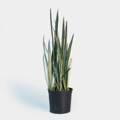 SANSEVIERIA BANTEL SENSATION Sydney's Plant Market