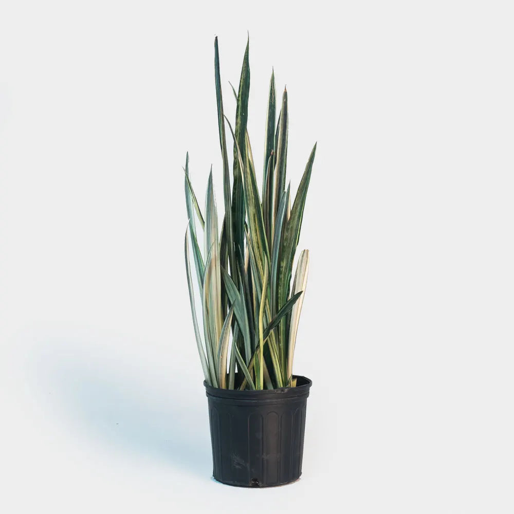SANSEVIERIA BANTEL SENSATION