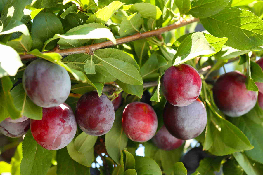 'SANTA ROSA' PLUM Sydney's Plant Market