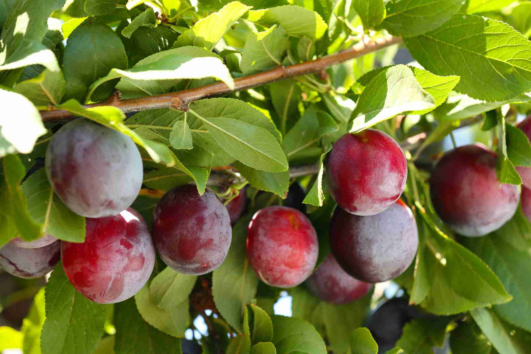 'SANTA ROSA' PLUM Sydney's Plant Market