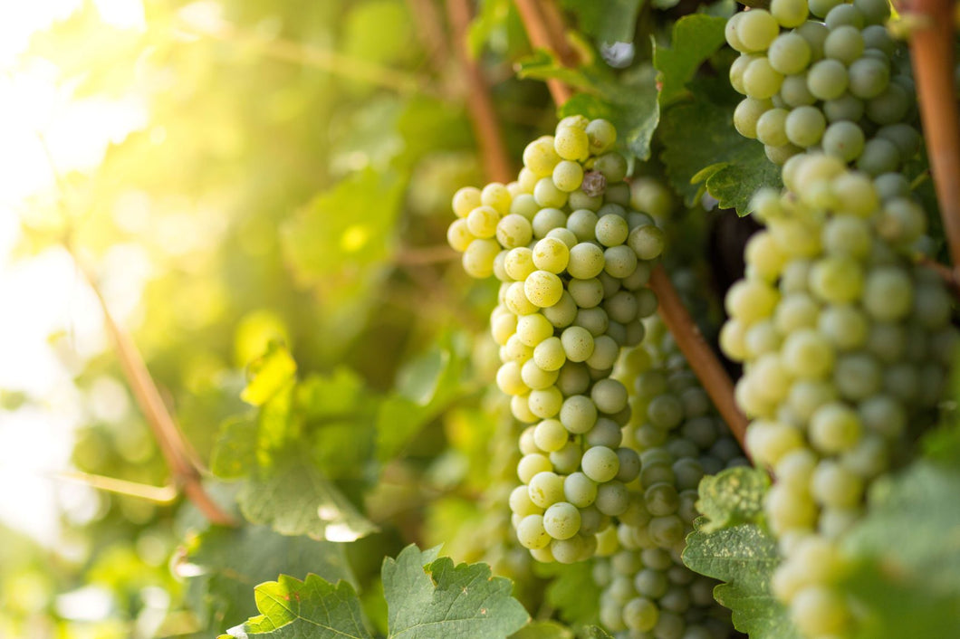 SAUVIGNON BLANC GRAPE