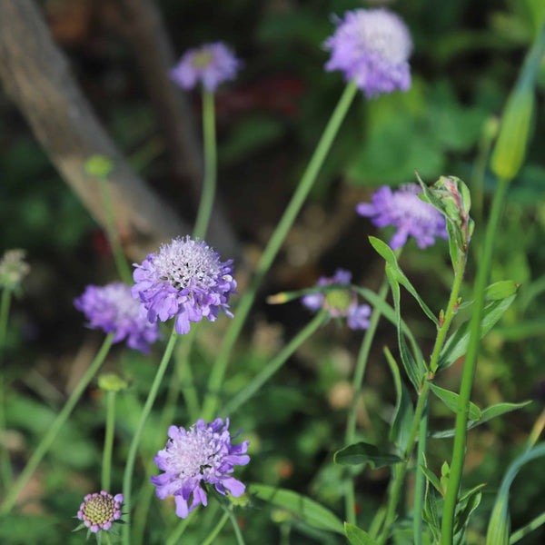 SCABIOSA COLUMBARIA MAUVE DELIGHT