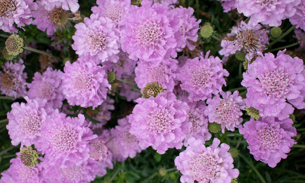 SCABIOSA COLUMBARIA SAMANTHAS PINK 180MM