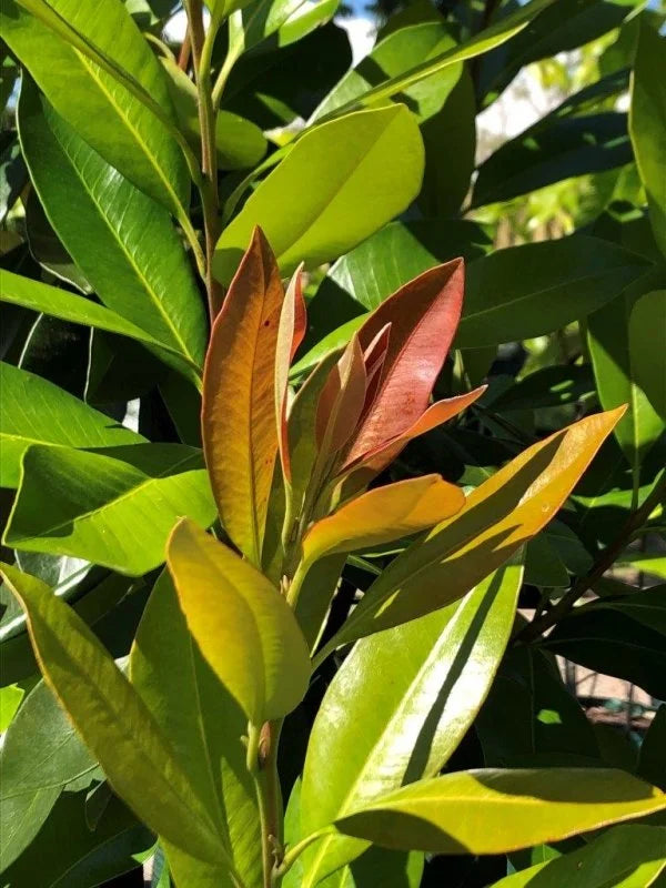 TRISTANIOPSIS LAURINA LUSCIOUS 300MM