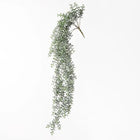 SENECIO HANGING BUSH Sydney's Plant Market