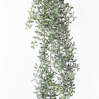 SENECIO HANGING BUSH Sydney's Plant Market