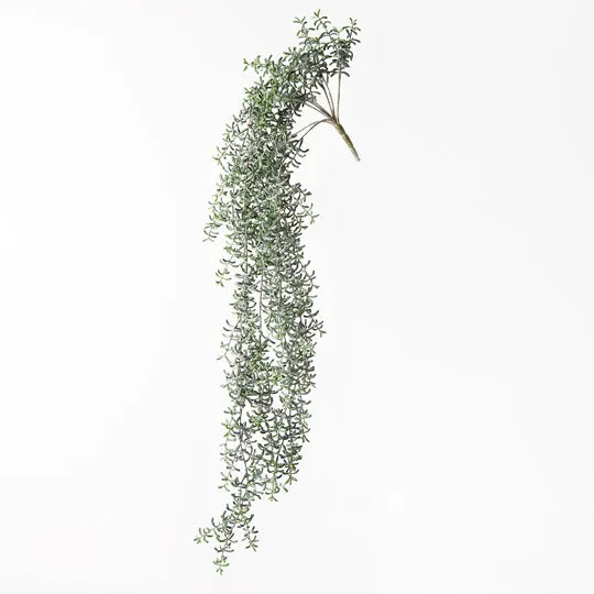 SENECIO HANGING BUSH