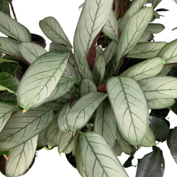 CTENANTHE SETOSA Sydney's Plant Market