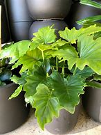 PHILODENDRON SHANGRI LA Sydney's Plant Market