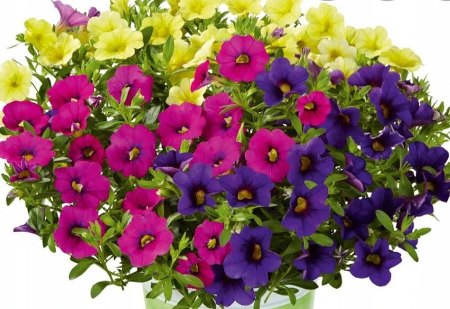 CALIBRACHOA TRIPLE PLANTED HANGING BASKET