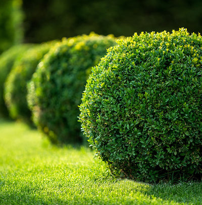 Shrubs