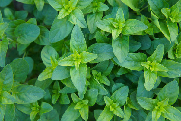 OREGANO