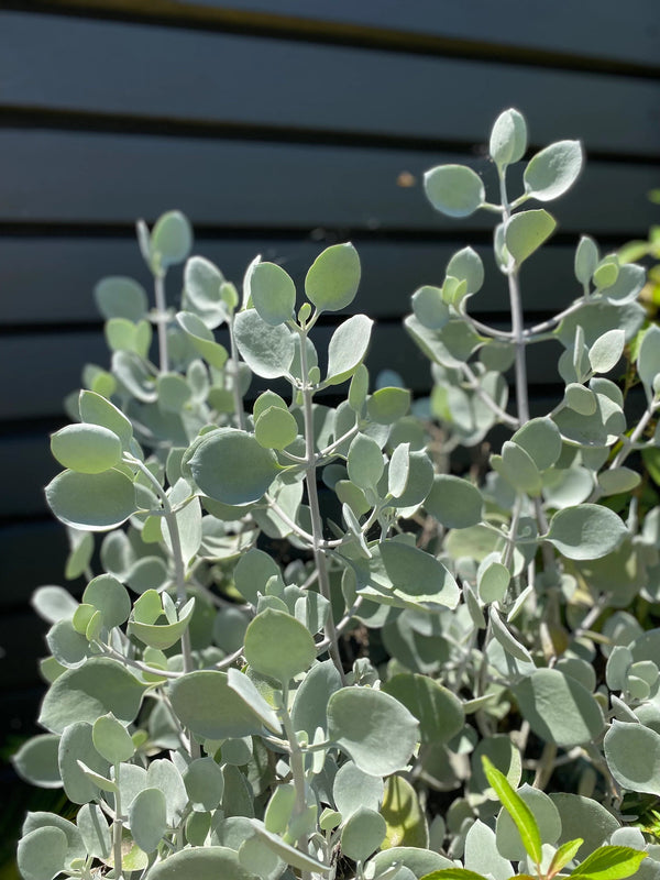 silver spoon succulent KALANCHOE 'SILVER SPOONS' – Sydney's Plant Market