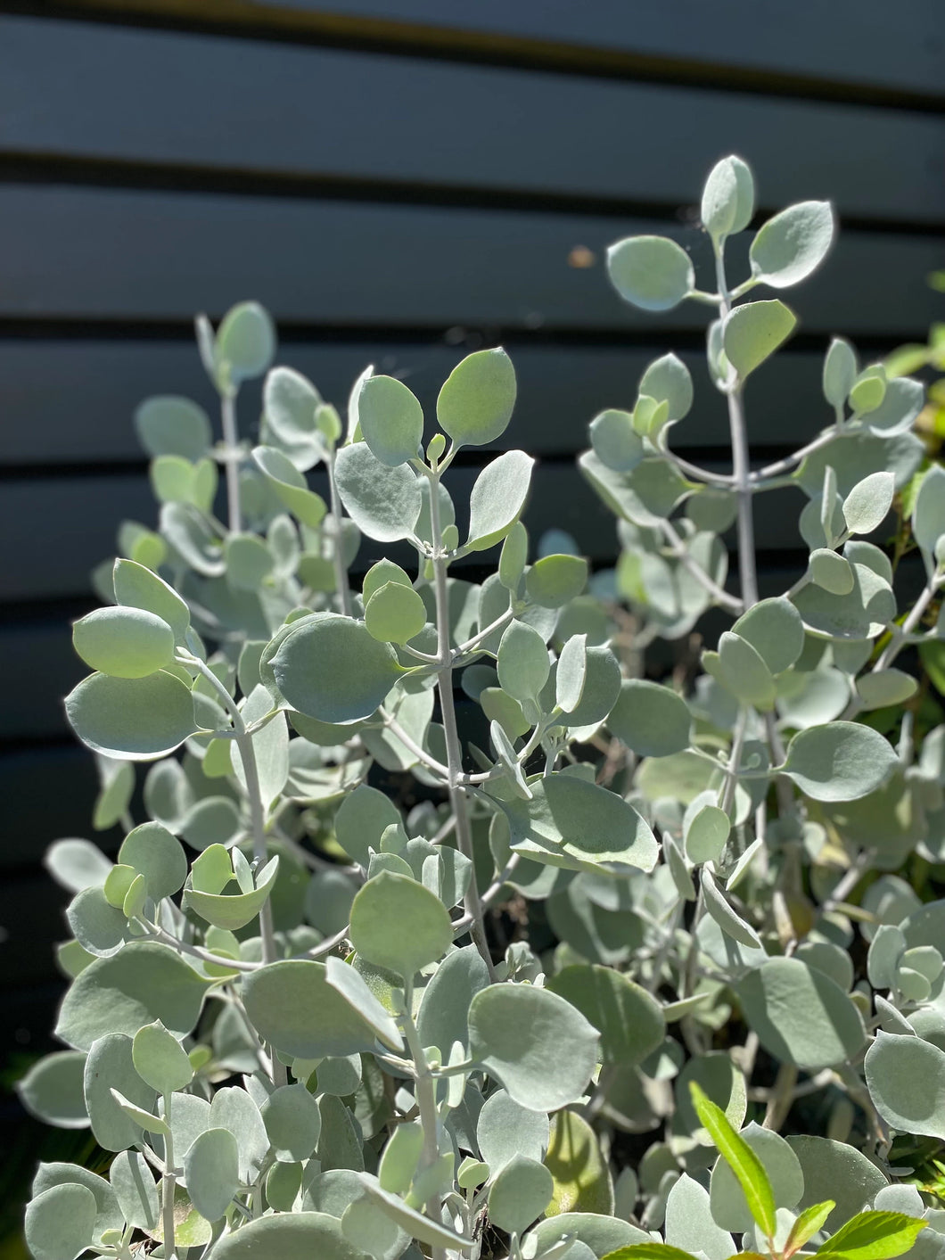 KALANCHOE 'SILVER SPOONS'