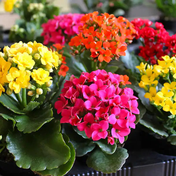 KALANCHOE CALANDIVA