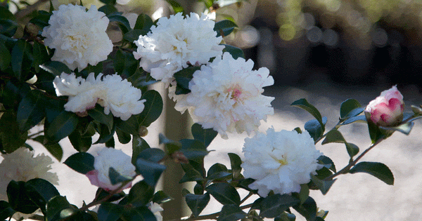 CAMELLIA SNOW STANDARD